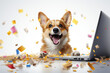 Cute dog with a laptop. happy corgi dog sitting with a laptop and colourful confetti popper falling on isolated white background. Holiday celebration concept. 