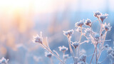 Fototapeta Natura - Frozen icy flowers in winter. Frost-covered wildflowers in winter field on the evening or morning. ai generative