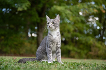 Canvas Print - Portrait of gray tabby cat