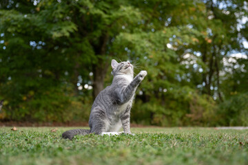 Poster - Portrait of gray tabby cat