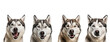 Set of four siberian huskie isolated on transparent background. Concept of animals.