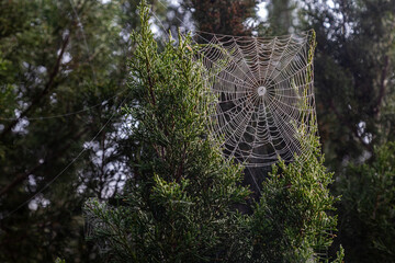 Spider web in morning