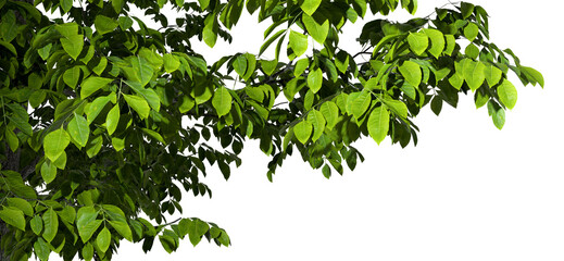 Fototapete - Eco tree branch foliage cut-out transparent backgrounds 3d render png