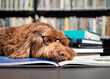 Dog sleeping on book in front of defocused book shelfs in library. Smart dog wearing glasses. Student exhausted or overwhelmed from studying for exam or midterms. Female Labradoodle. Selective focus.