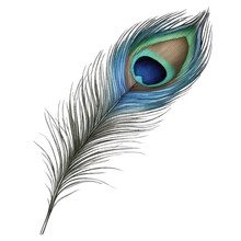 Watercolor Peacock Feathers, Isolated On Transparent Background