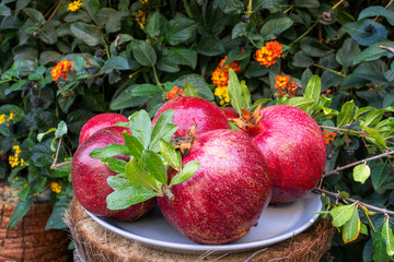 Wall Mural - Ripe red pomegranate fruit. Freshly plucked pomegranate from the tree branch.