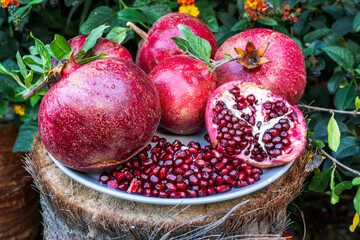 Wall Mural - Ripe red pomegranate fruit. Freshly plucked pomegranate from the tree branch.