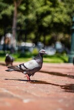 Vertical Selective Focus Shot Of A Gray Pigeon On Brown Pavement