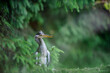Gray heron peeping through the branches of a coniferous tree