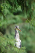 Gray heron with neck outstretched in the forest environment of a European forest. Calm shot of sunny summer nature