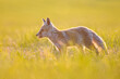 Small red fox cub profile photo. Small wild animal standing from side in the green grass in sunny sunset summer day.