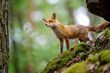 Red fox standing in the forest. Single animal on the mossy rocks in wild nature.