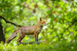 Red fox from a side standing in a deciduous forest in a fairy tale stylish photo. Cute animal theme.