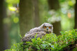 Young eurasian eagle-owl in blueberry patch inside forest on sunny day
