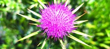 Spotted Milk Thistle Plant Standing Tall And Blooming Amongst Lush, Green Foliage