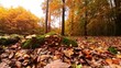 Pilze im herbstlichen Laubwald mit goldgelben Blättern,  Herbststimmung, Wald, Waldboden, Forst, Moos, Sonnenstrahlen, Drohne