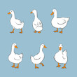 Set of cute white ducks. Vector farm birds illustration	