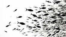 Fish Silhouettes Background.