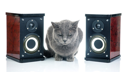 Gray cat sits between two audio stereo speakers on a white background