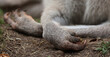 Front feet of a  kangaroo is a marsupial from the family Macropodidae (macropods, meaning 'large foot').