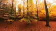 herbstlich Bäume mit goldgelben Blättern wiegen leicht im Wind - Herbststimmung, Wald, Forst, Moos, Sonnenstrahlen, Drohne