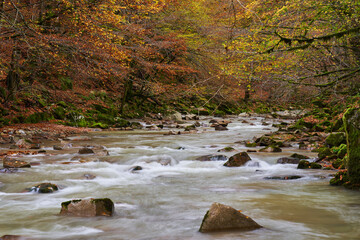 Landscape with a river in the forest