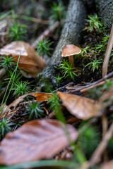 Sticker - An inedible mushroom growing in the forest.