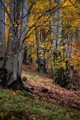 Wall Mural - Detail of a beech tree trunk with roots in the forest.