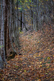 Fototapeta Krajobraz - Path in the forest with fallen leaves.