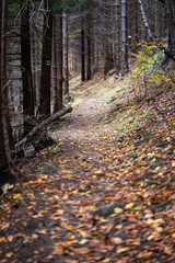 Wall Mural - Path in the forest with fallen leaves.