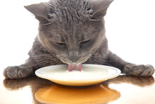 Gray Cat Drinks Fresh Milk From A White Plate. Homemade Breakfast Concept With Favorite Animal
