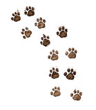 Fototapeta Tęcza - A trail of muddy dog pawprints isolated on a pure white background