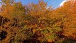 herbstlich Bäume mit goldgelben Blättern wiegen leicht im Wind - Herbststimmung, Wald, Forst, Moos, Sonnenstrahlen, Drohne