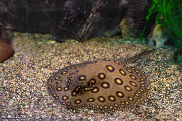 Wall Mural - Stingray motoro, Potamotrygon motoro in an aquarium on sandy bottom. Freshwater river spotted brown stingray peacock lying in aquarium pool, close up. Wild animal, zoology, aquatic creature