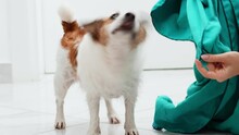 Playful Jack Russell Terrier Tugging On A Teal Dress, An Indoor Bonding Moment. Dog Grooming