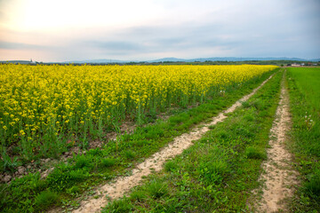 Wall Mural - wheat field in sunlight. nature and landscape