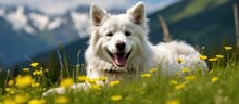 In The Summer Against A Backdrop Of Lush Green Grass And Beautiful Mountains A Happy White Dog Poses For A Cute Black And White Portrait Exuding Pure Joy And Embodying The Fun And Beauty Of 