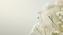 Queen Anne's Lace Flowers On Background Isolated With Copy Space.