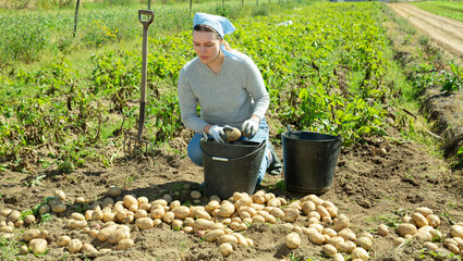 Wall Mural - Female farmer harvests potatoes on the field and puts in bucket for sale in the market