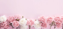 Pink And White Flowers Carnation