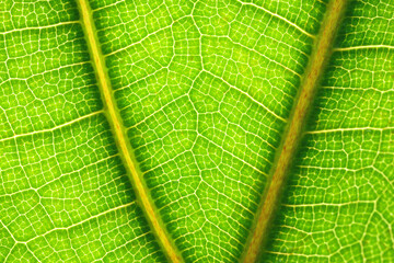 Wall Mural - Macro photo of green leaf as background, top view