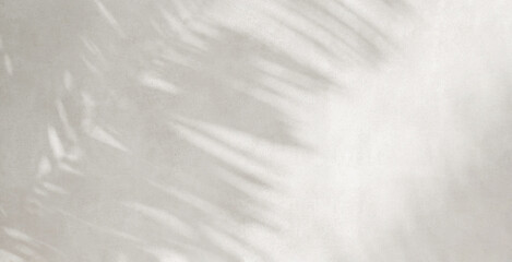tropical palm tree in sunlight with leaf shadow on blank white stucco texture wall for luxury beauty