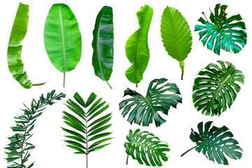 Wall Mural - collection various of green leaves pattern for nature concept,set of tropical leaf isolated