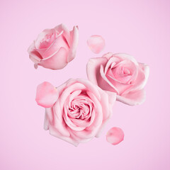 Poster - Beautiful pastel roses and petals falling on pink background