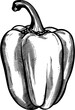 Food Bell Pepper Vintage Outline Icon In Hand-drawn Style