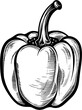 Food Bell Pepper Vintage Outline Icon In Hand-drawn Style