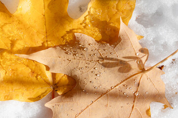 A closeup of yellow and orange maple leaves on the ground in the snow