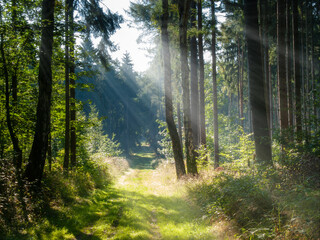 Sticker - Tranquil old-growth forest with sunlight filtering through trees.