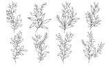 Fototapeta Kwiaty - Set of hand drawn flowers and leaves