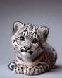 Cute snow leopard